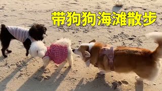 Take your dog to the beach for a walk. The sea view room is so beautiful! The Slow Life in Xunliao