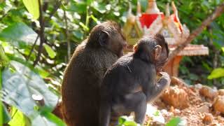 Baby monkeys actively try to find food /​ Animal Post 2023