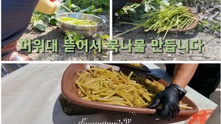 시골사는이야기~머위대묵나물  만들시기가 됐다고하네요 만들어봅시다~