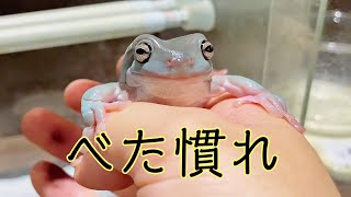 飼い主にべた慣れになるとカエルはこうなります【イエアメガエル】