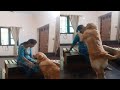 Buzo mummy ko bahar jaane nahin de raha hai  ||golden retriever dog funny video #animal #cute