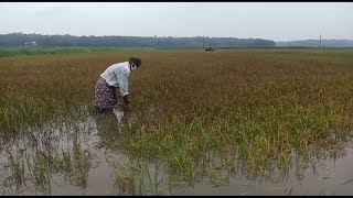 കനത്തമഴയില്‍ 800 ഏക്കറിലെ നെല്ല് വെള്ളത്തില്‍ മുങ്ങി; കൃഷി ഉപേക്ഷിച്ച് കര്‍ഷകര്‍ | Malappuram ponnan