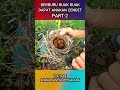 HUNTING BURUNG RUAK RUAK PART2 #shorts#hunting