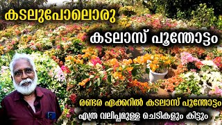 ഇതുപോലൊരു കടലാസ് പൂന്തോട്ടം നിങ്ങൾ കണ്ടിട്ടുണ്ടാകില്ല | എത്ര വലിപ്പമുള്ള Bougainvillae-യും കിട്ടും