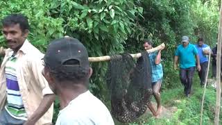 Tiger hunting - උගුලෙන් බේරුණු කොටියෙක්ට කළ දේ