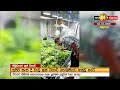 හිඹුටානේ කුෂ් වගාව වැටලීම | Himbutana Kush Cultivation Raid ☘️