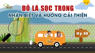 ĐỎ LÁ SỌC TRONG - NHẬN BIẾT VÀ HƯỚNG CẢI THIỆN | Chuyến xe canh tác kỳ 38