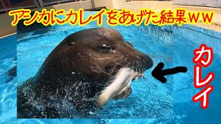 ケイタが見たことない魚（カレイ）をあげてみた【カリフォルニアアシカ】