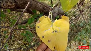 शुद्ध और देसी गिलोय की पहचान|| गिलोय का सेवन अमृत पीने जैसा ही है