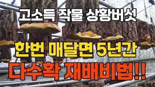 상황버섯, 한번 매달아 5년간 펑! 펑! 펑! 쉽게 수확하는 방법, 전문가가 간단하게 설명!