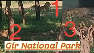 Gir National Park Gujarat, गिर अभ्यारण्य गुजरात, #गिर #gir #girgujrat #mlg #adventuremlg #girlions