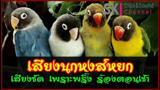 เสียงนกหงส์หยก เสียงชัด ฟังเพลิน 100% | Per bird