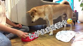 【柴犬】ママの手からしかご飯を食べない姿がおもしろい。