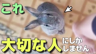 うさぎが大切な人にしか見せない仕草