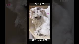 심기불편한 고양이 #고양이 #고양이릴스 #고양이영상 #요미 #먼지