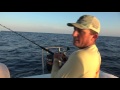 absolute kingfish mayhem plus sailfish and snapper