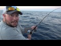 absolute kingfish mayhem plus sailfish and snapper