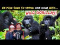 GORILLA TREKKING IN UGANDA (EPIC!) - Bwindi Impenetrable Forest & UNESCO National Park (June 2024)