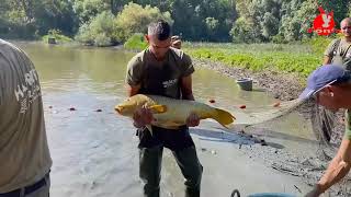 Halakat mentett a Tisza- tavi Sporthorgász Kft.