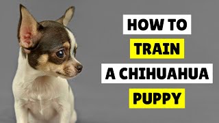 How to TRAIN a Chihuahua Puppy ✅ Best Tips in 2024