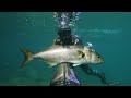 spearfishing croatia vs clearer sea july 2024 4k 🇭🇷