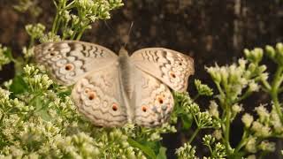 junonia atlites or grey pansy butterfly