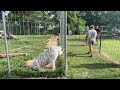 behavioral training with white tiger aurora