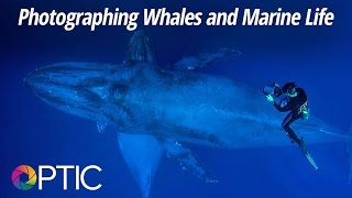 Optic 2016: Photographing Whales and Marine Life with Flip Nicklin