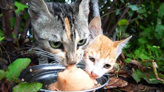 Feeding hungry kittens and mother cats in the rain