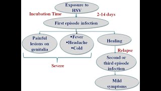 Herpes, chancroid, trichomoniasis, warts