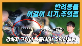 반려동물의 이갈이는 언제 할까?! 잘못하면 상어이빨?!