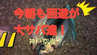 【今朝も大サバ達の回遊が】神戸空港ｆｉｓｈｉｎｇｍａｘ神戸ハーバー店