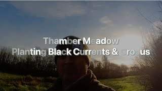 Thamber Meadow | Planting Black Current Bushes & Crocus Bulbs