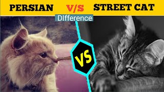 Persian cat vs street cat difference in kannada //ಪರ್ಷಿಯನ್ ಬೆಕ್ಕು ಮತ್ತು ಬೀದಿ ಬೆಕ್ಕು ವ್ಯತ್ಯಾಸ