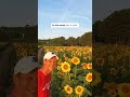 The sunflowers are blooming at Dorothea Dix Park Raleigh