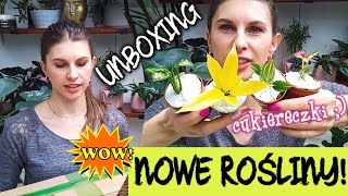 🔥 Unboxing 🔥| Nowe przepiękne rośliny 💚