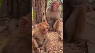 ##monkeylife #poorbaby #poormonkey #babymonkey #monkeys #monkey #animals #thedodo#saveanimal #shorts