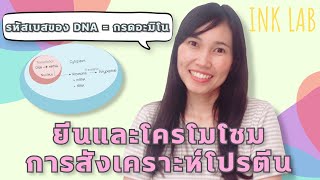 🧬โครโมโซมและสารพันธุกรรม 3  : การสังเคราะห์โปรตีน [Biology#11]