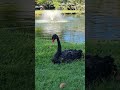 Black swan 🙂🙂  #relaxing #birds