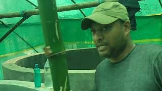 Intensive aquaculture through Biofloc technology. Science behind fish farming.#fish #farming