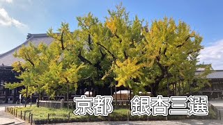 お散歩動画　京都  イチョウ巡り　 Walking Around Kyoto　ginkgo　銀杏三選