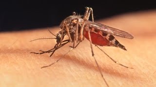 Human Health, Vector-Borne Diseases, and Climate Change