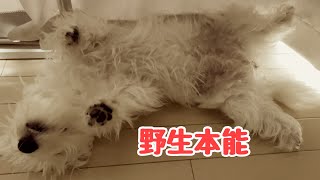 【寝起きドッキリ】油断していても野生本能は衰えていない犬