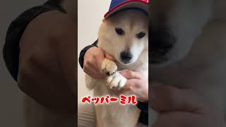 WBCヌートバーのペッパーミルやってみた｜柴犬りぼん