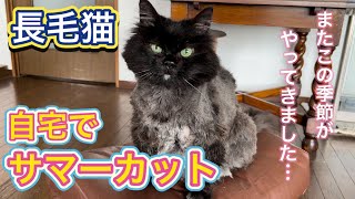 今年もザンギリカットになってしまった猫がこちらです【猫のサマーカット】