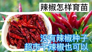 辣椒怎样育苗_没有种子，超市买的干辣椒也可以哦（How to Grow Chillies from Store Bought Dry Chillies)