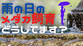 雨の日のメダカ飼育　どのように雨対策されてますか？【メダカ飼育】】【メダカの奴】