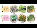 三年级科学 多种种植法 植物的繁殖技术