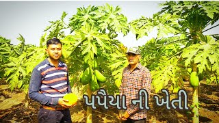 પપૈયા ની આધુનિક ખેતી || papaiya ni kheti || papita ki kheti ||