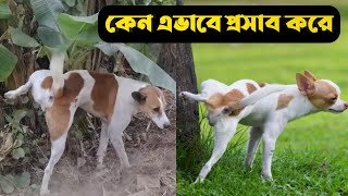 জানেন? কেন কুকুর পা তুলে উঁচু সাথে প্রসাব করে?  Why do dogs urinate with their legs up?